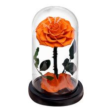 Load image into Gallery viewer, Roses In Glass Dome 5 Flower Heads Rose